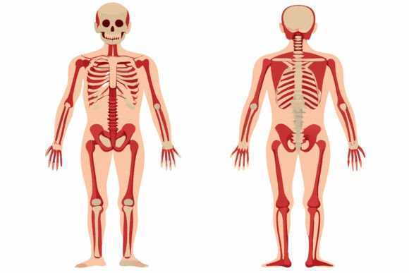 Skeletons Illustration Set: Versatile AI EPS Artwork for Creators